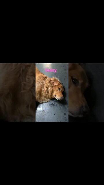 [Shorts 0092] DAISY [#dogs #doggos #doggies #puppies #dogdaycare]