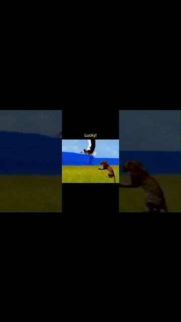 Most Amazing and trending video||relaxing your mind||trendig videos|| #shorts #trending #viral #live