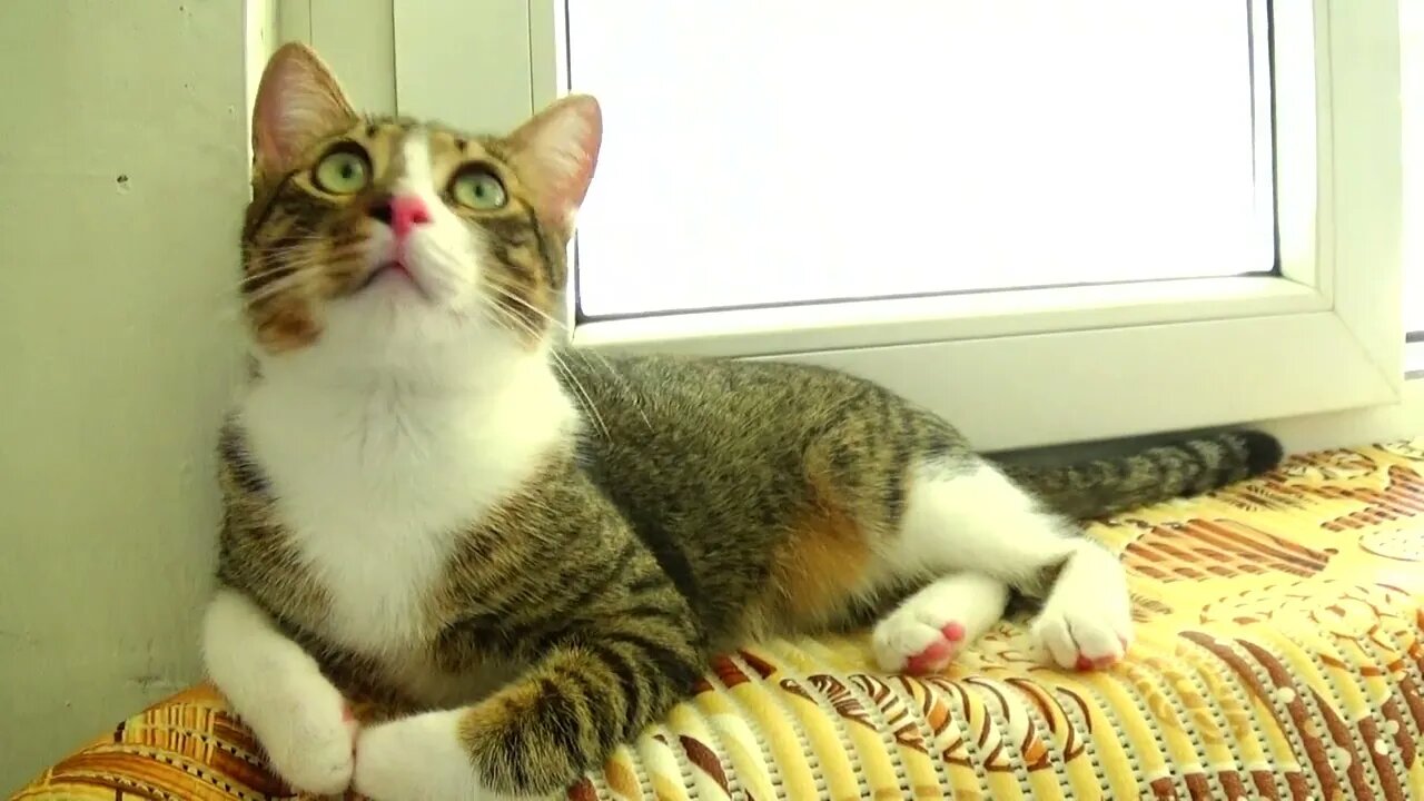 Do U Hear that Car Hooman