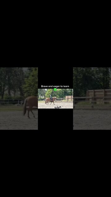 Stop Stereotyping Stallions