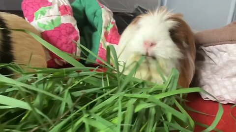 Guinea pigs having breakfast