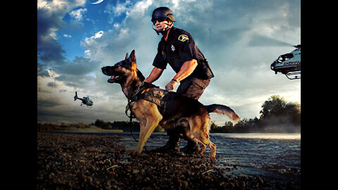 Police K9 DOGS in REAL ACTION