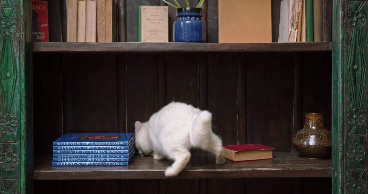 funny cat falling after eating