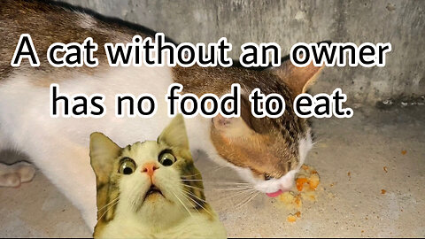 Cat eating food