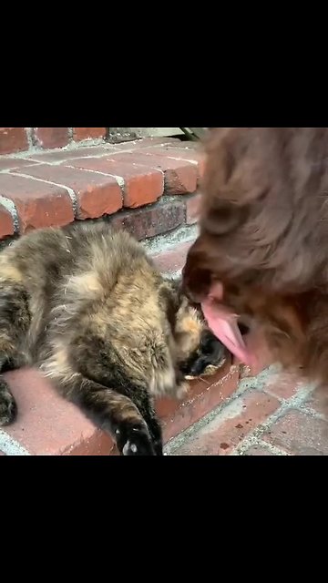 Emotional Newfoundland Gives Tolerant Cat A Tongue Bath