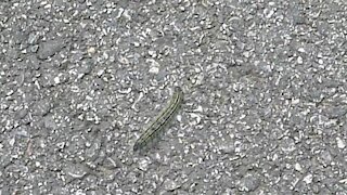 Caterpillar heads for the cool grass.