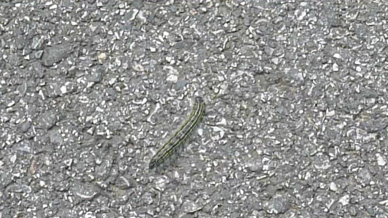 Caterpillar heads for the cool grass.