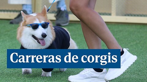 La ciudad lituana de Vilna se convierte en la capital de los corgis por un día