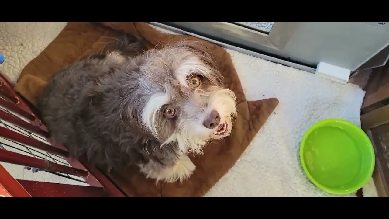 Raynah's "U/V" Litter (1)