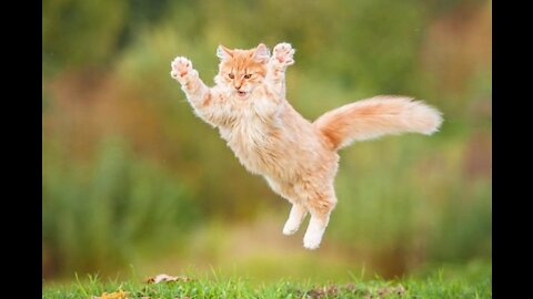 Cate hunting The Bird