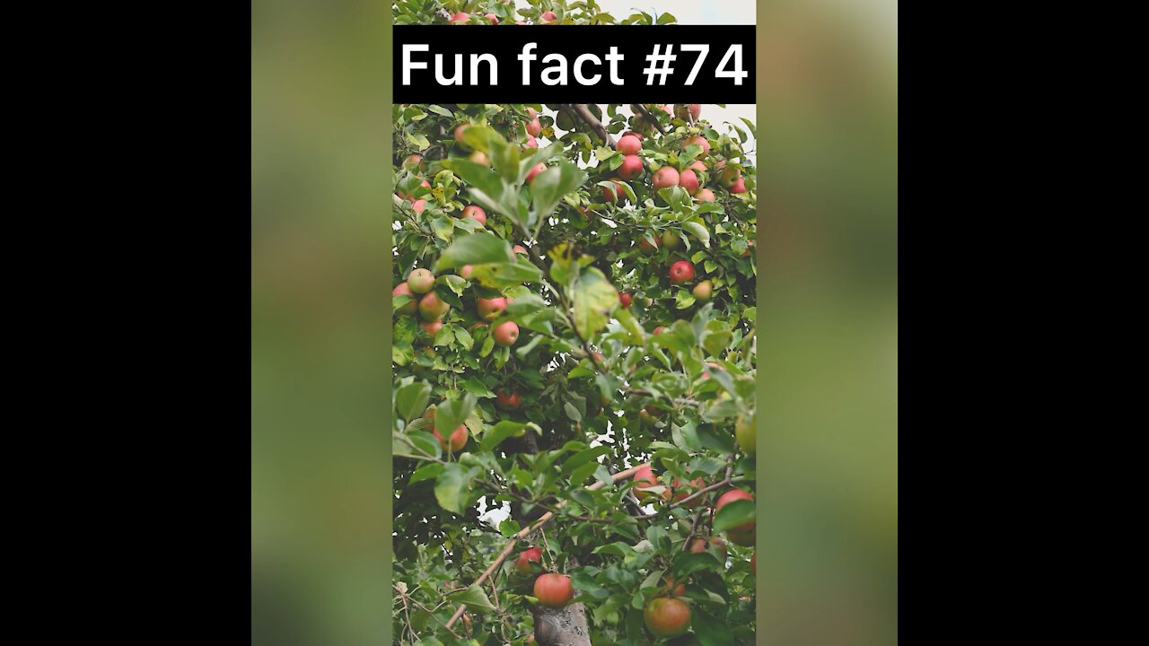 How many types of apple’s are grown?