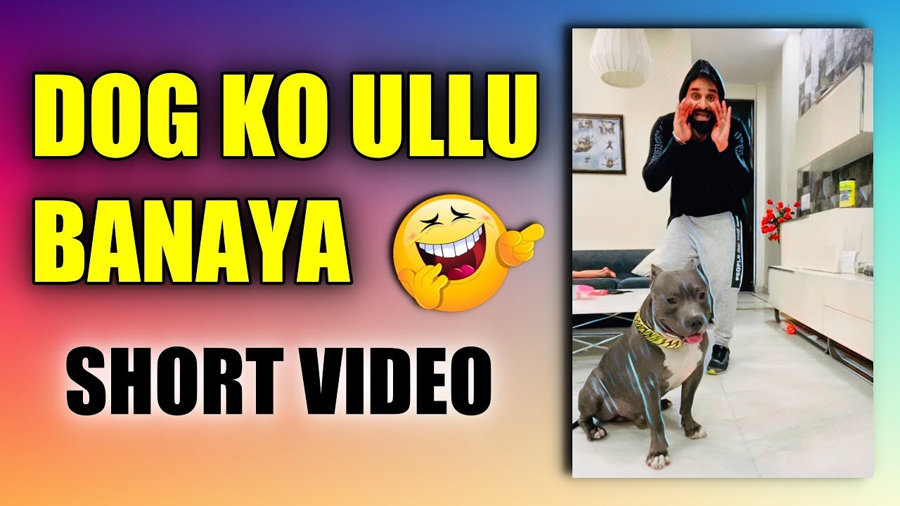 American bully Dog ko Ullu Banaya | Funny Dog Video | Youtube Shorts | Harpreet SDC