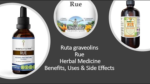 Rue Ruta graveolins Herbal Medicine Benefits, Uses & Side Effects