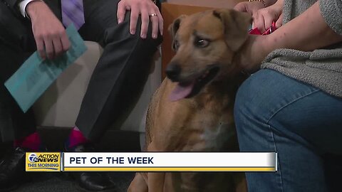 Pet of the Week - Jabba