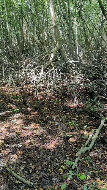 horseback riding in Jamaica mangrove forest