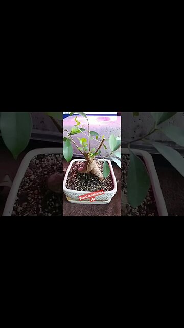 Tending & Trimming your Bonsai! #Bonsai #indoorplants #bonsaitree #shorts #gardening #media #BTCM
