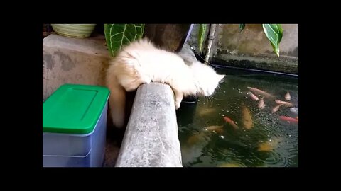 Funny Cats and Kittens Meowing Compilation&Baby Cats -Cute and Funny Cat Videos #shorts (5)