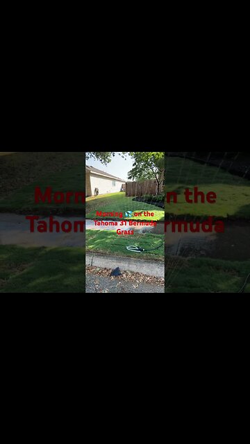 #viral #shorts #lawn #bermuda #grass #tahoma #mowing #home #diy #lawncare #drought #texas #water #it