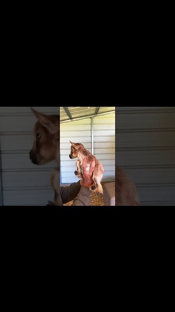 Never a dull moment here #goats #babygoats #goatlife