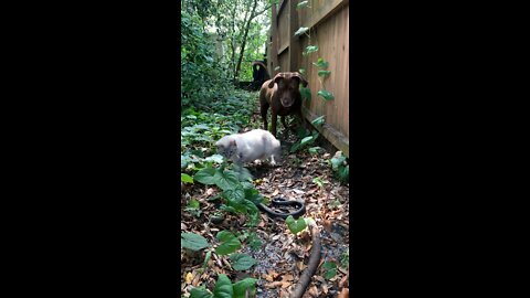 Cat/Dog Encounter Black Racer