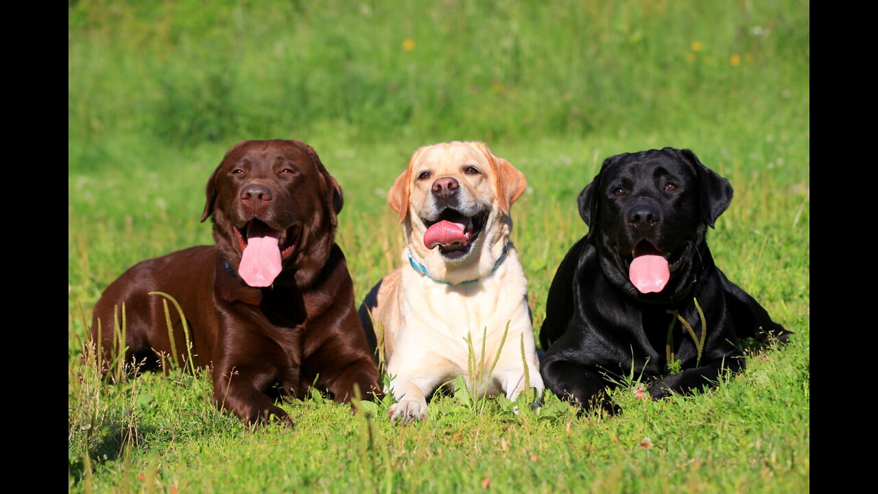 Canine interruption: How a dog brought a football match to a halt