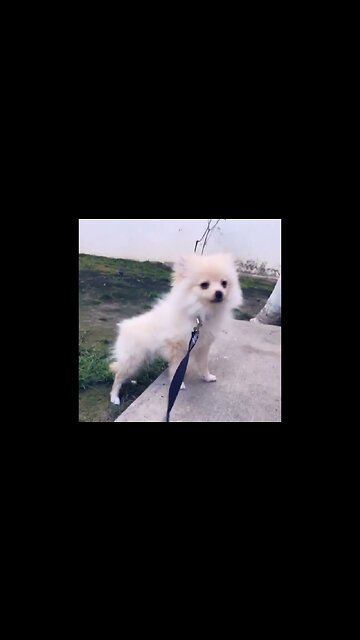 This Chihuahua Is Too Cute! You Won't Believe What Happens Next!