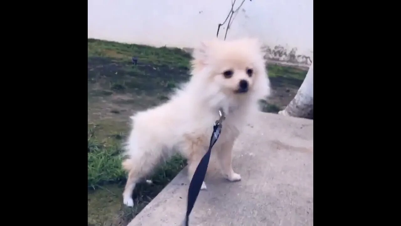This Chihuahua Is Too Cute! You Won't Believe What Happens Next!