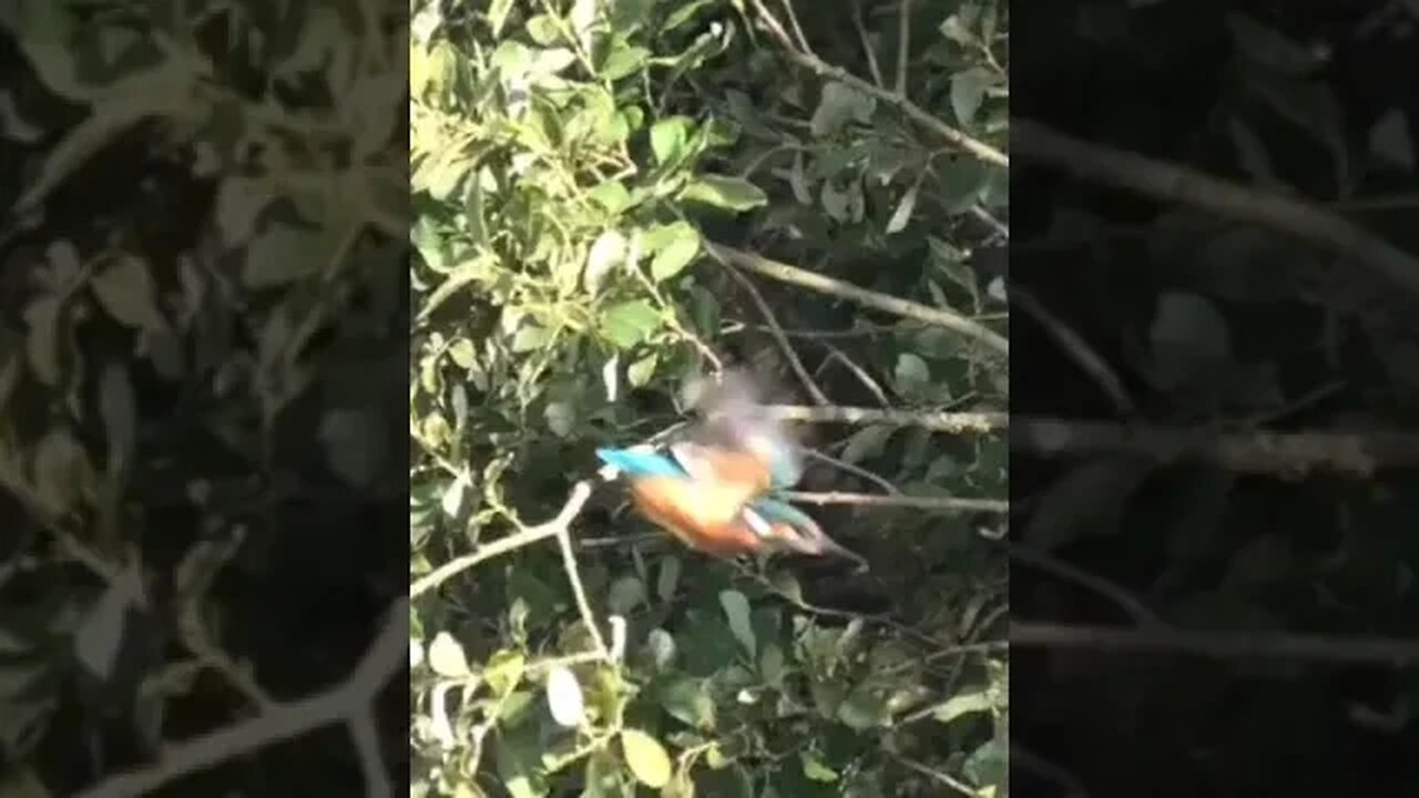 kingfisher on the Somerset levels. #birds #animals #wildlife #nature #shorts #new #subscribe