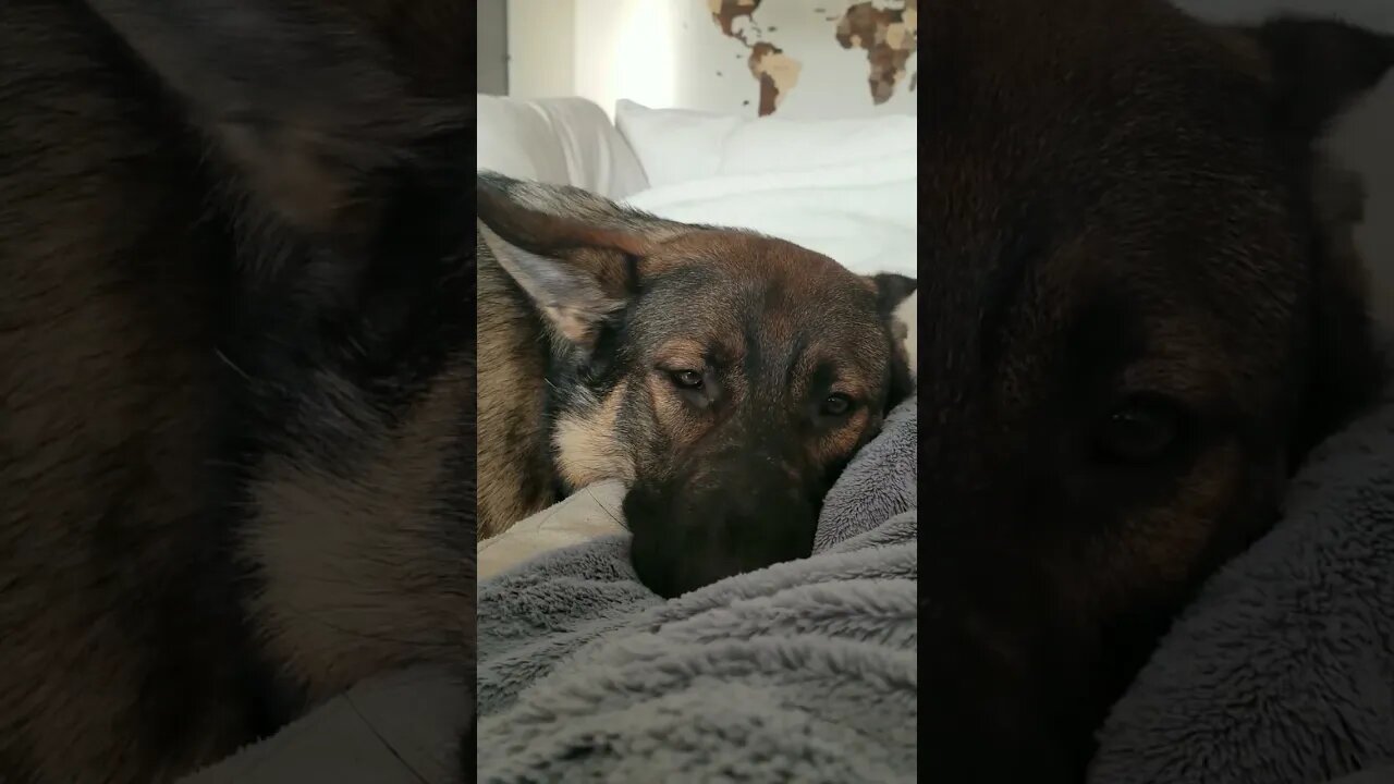 german shepherd puppy falling asleep #shorts #cute #dog #love #germanshepherd #fyp #dogs #puppy