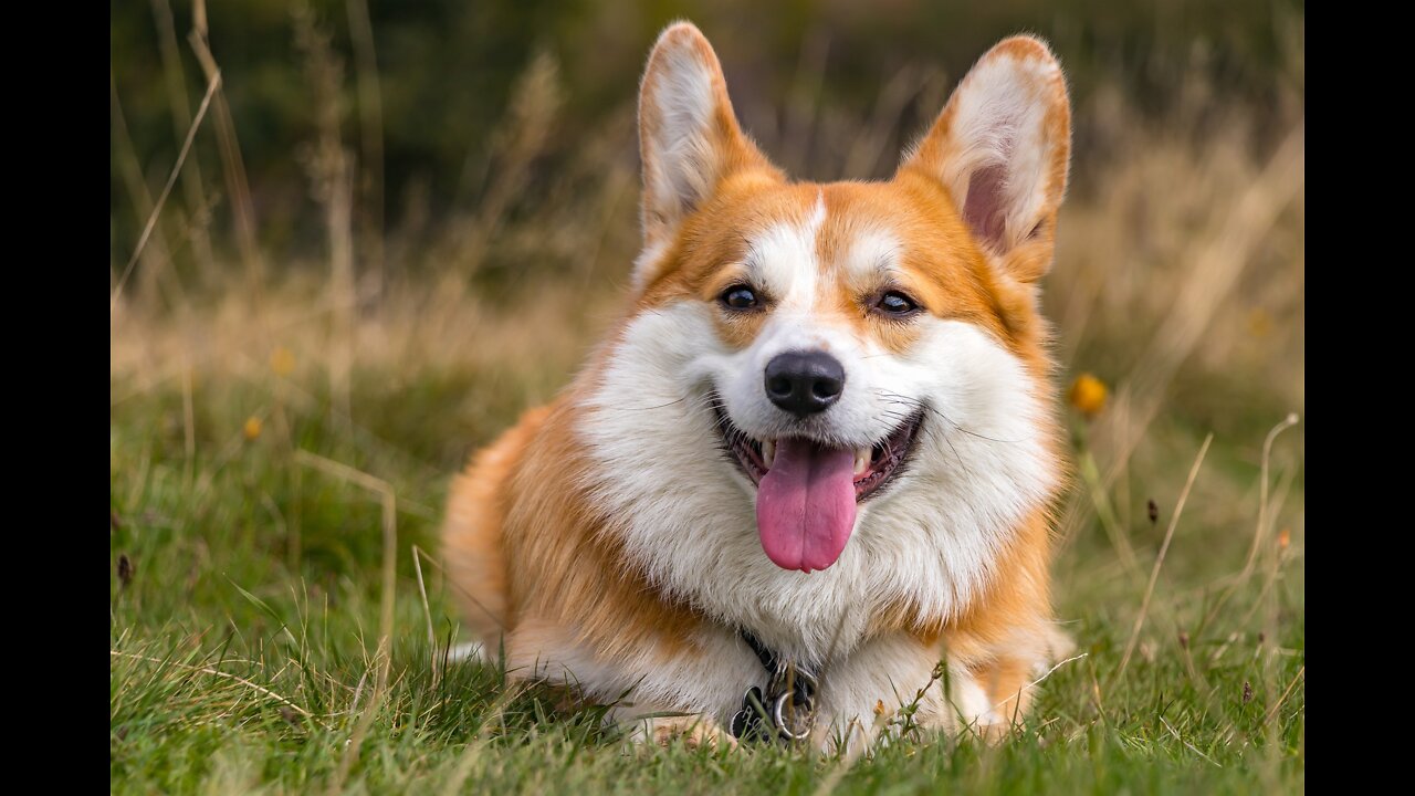 Cutest Corgi Compilation