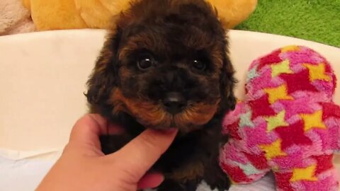 Funniest Dogs And Cats Videos Hub - Best Funny Animal Videos 2023