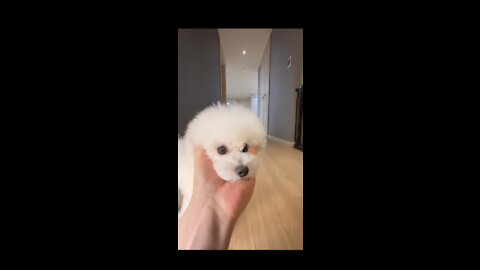 Cute dogs