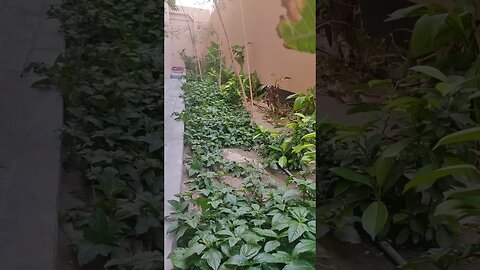 #plants #green #nice
