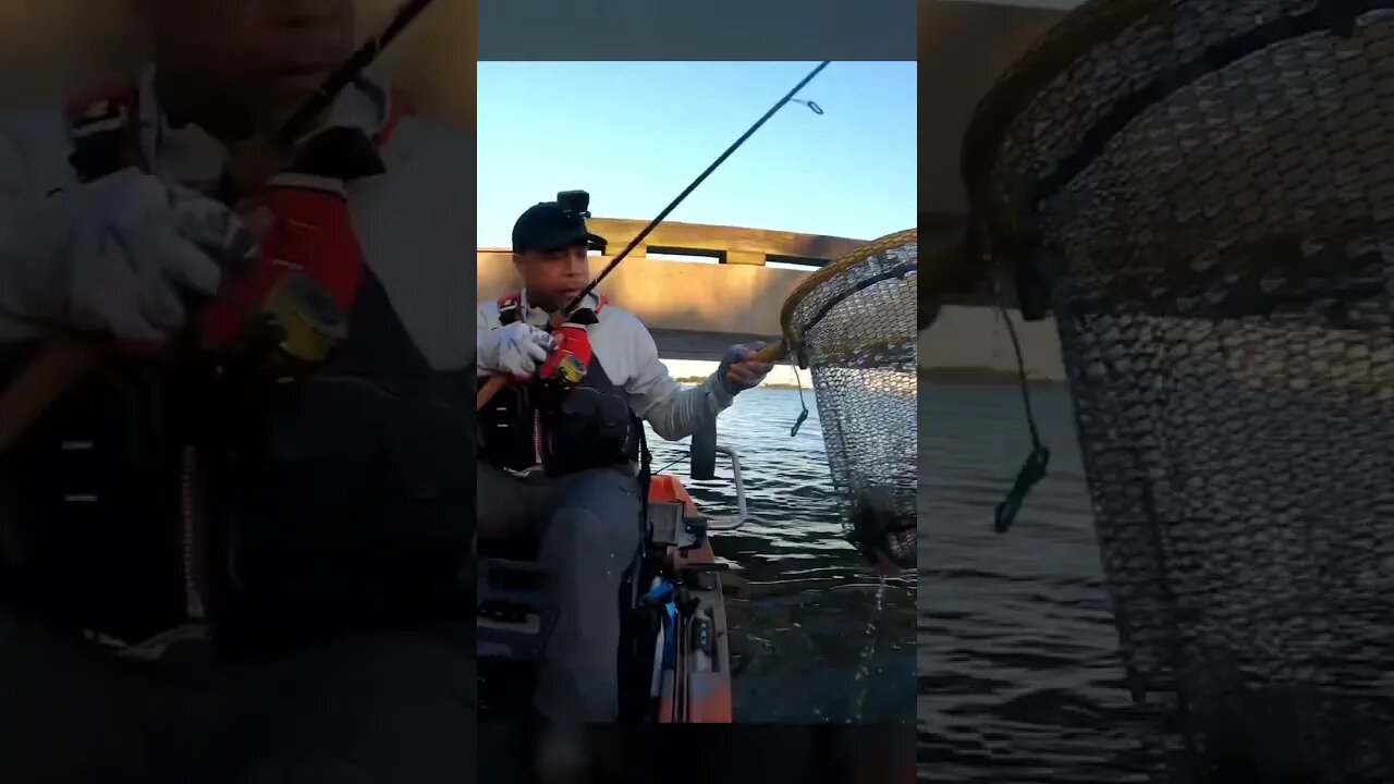 BIG SHEEPSHEAD On Big Mangrove Crab #short #shorts #shortvideo #sheepshead #sheepsheadfishing