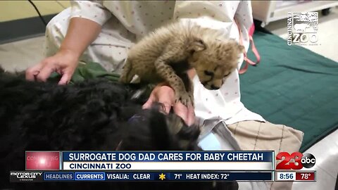 Surrogate dog dad cares for baby cheetah