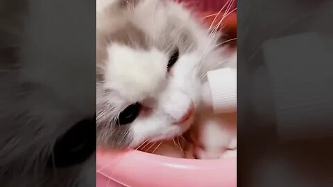 CAT VIDEO
