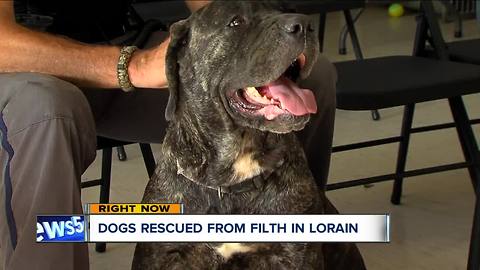 Lorain police remove 21 dogs from filthy conditions