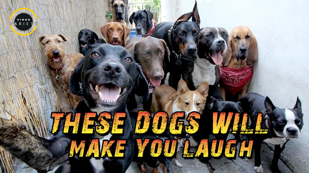 These Dog Will Make You Laugh