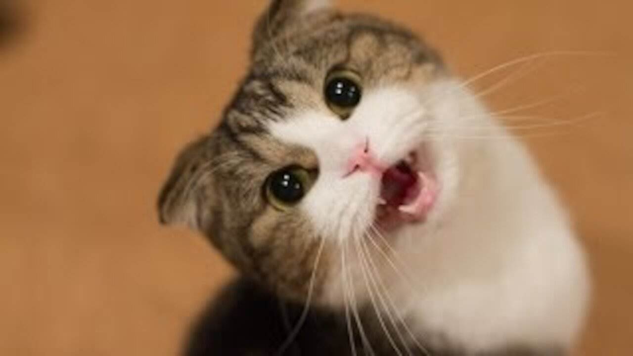 Funny Cats and Kittens Meowing Compilation,More cuteness