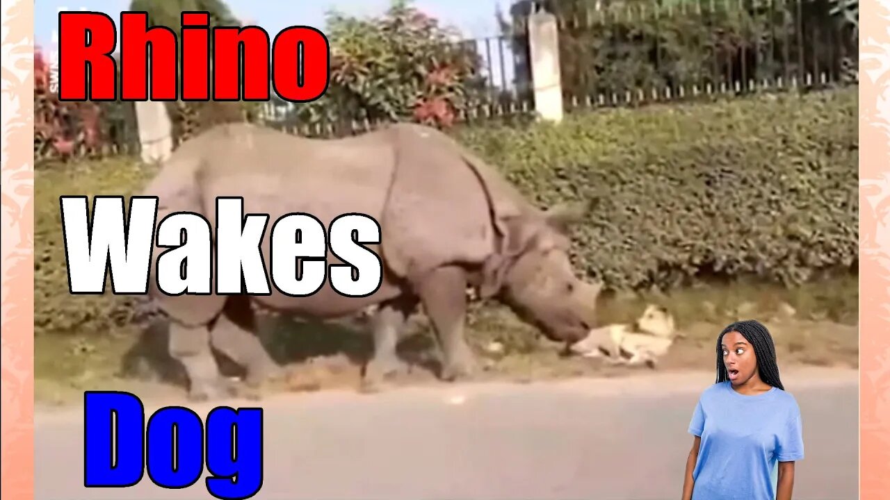 Rhino Wakes Sleeping💤 Dog🐕