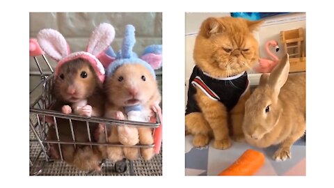 Pets and their sweet acts