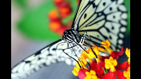 Los 10 animales más bonitos del mundo