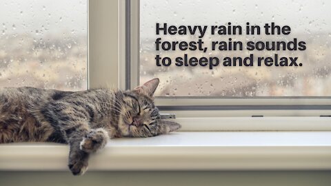 Heavy rain in the forest - torrential rain sounds to sleep and relax at night (without thunder)