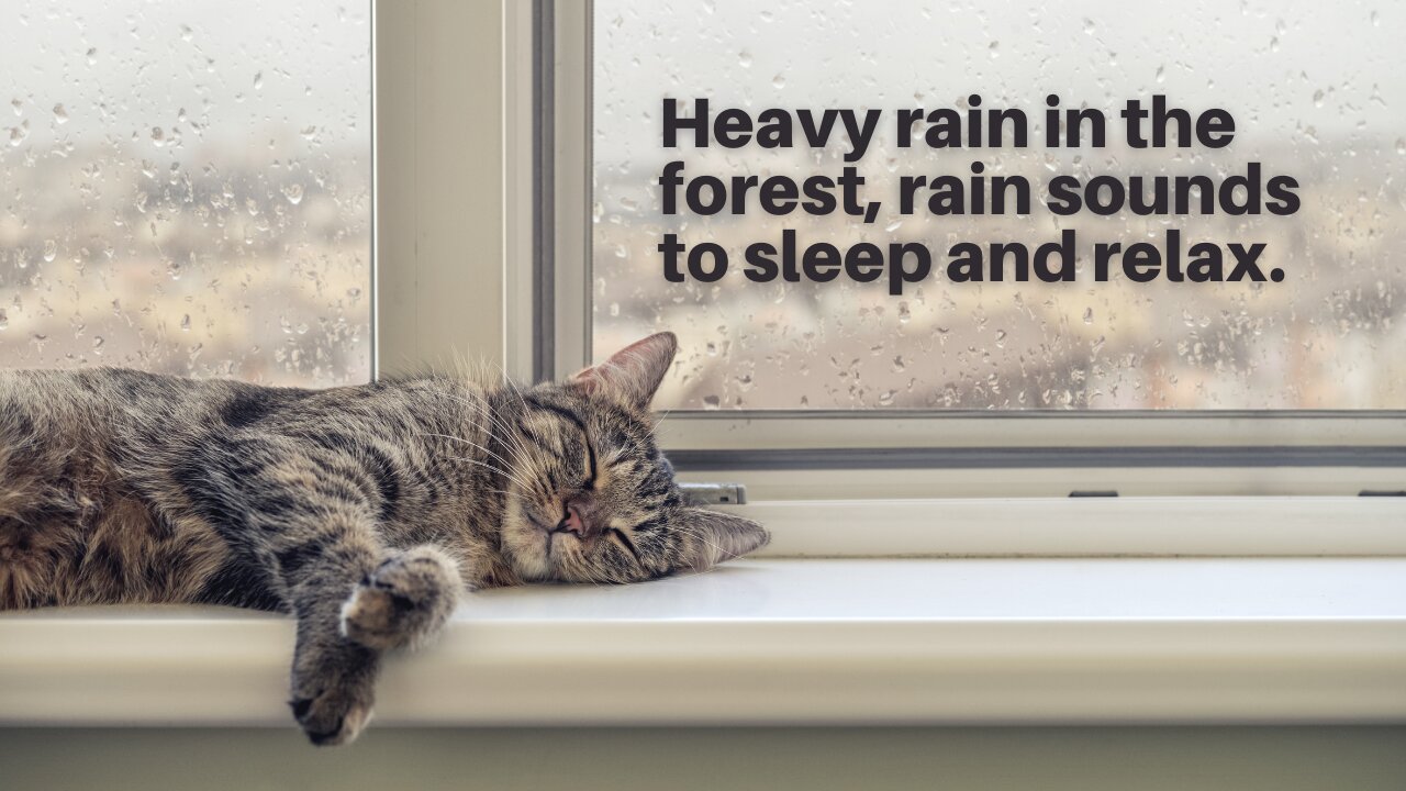 Heavy rain in the forest - torrential rain sounds to sleep and relax at night (without thunder)