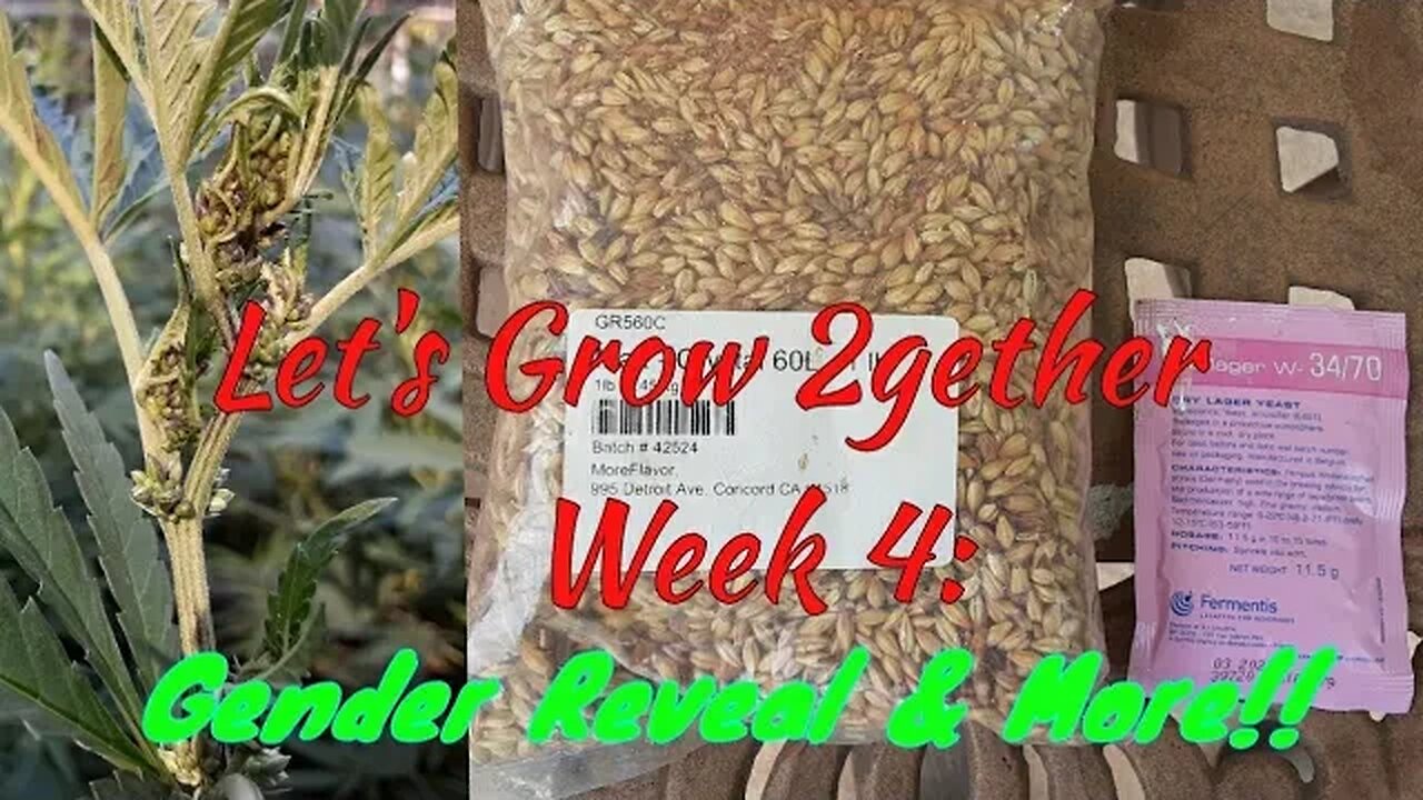 Let's Grow 2gether: Week 4 - Maintenance w/JADAM/KNF Inputs