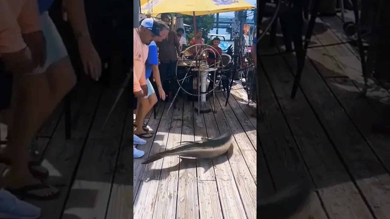 Fish Flip Out The Water #shortsvideo #jamaica #shortsfeed #fish #shortviral #nature