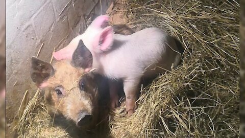 Pink pig loves to hug another pig. This is so cute!