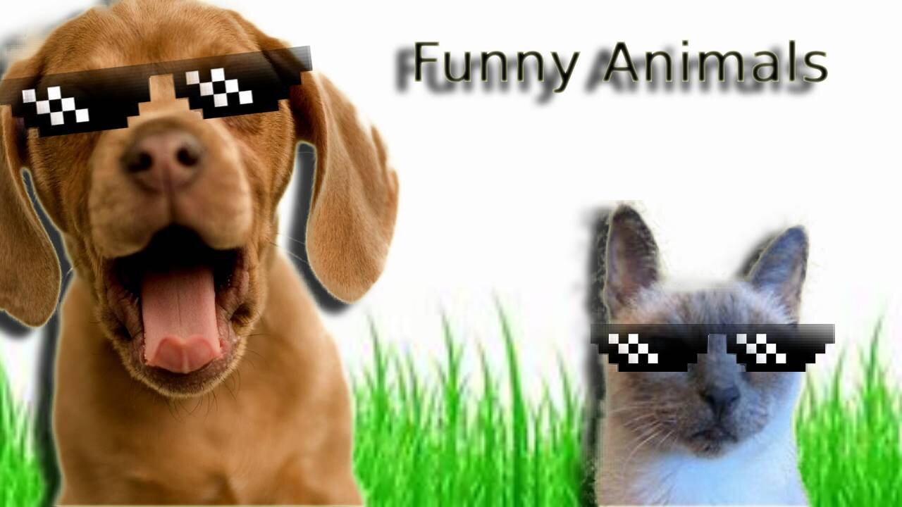 Funny Animals