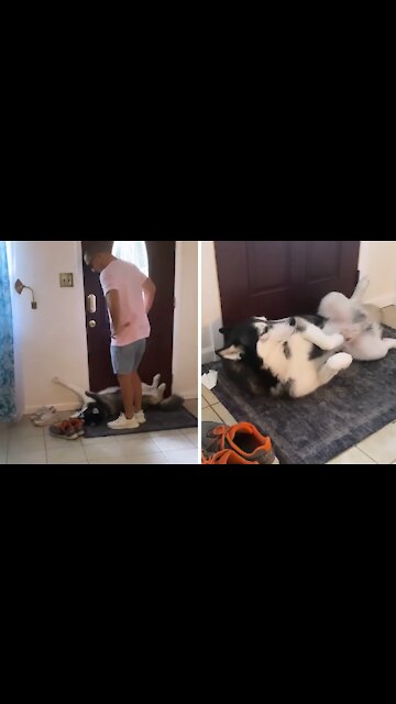 Husky blocks door whenever his friends try to leave