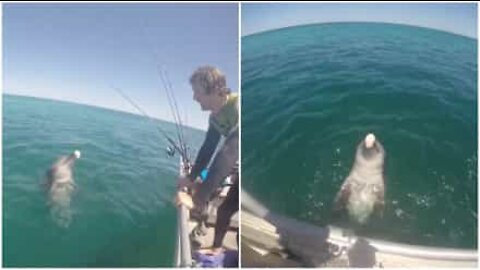 Ce dauphin salue un bateau de pêche en Australie